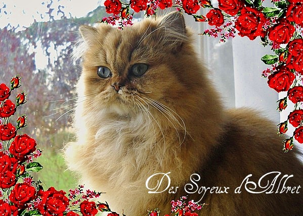 Fee luna roses rouges