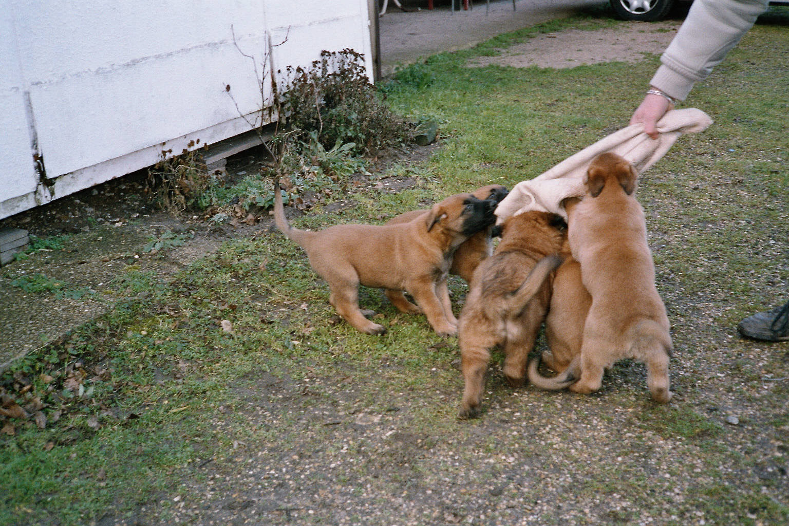 Chiots Malinois de 7 semaines débourrés au mordant