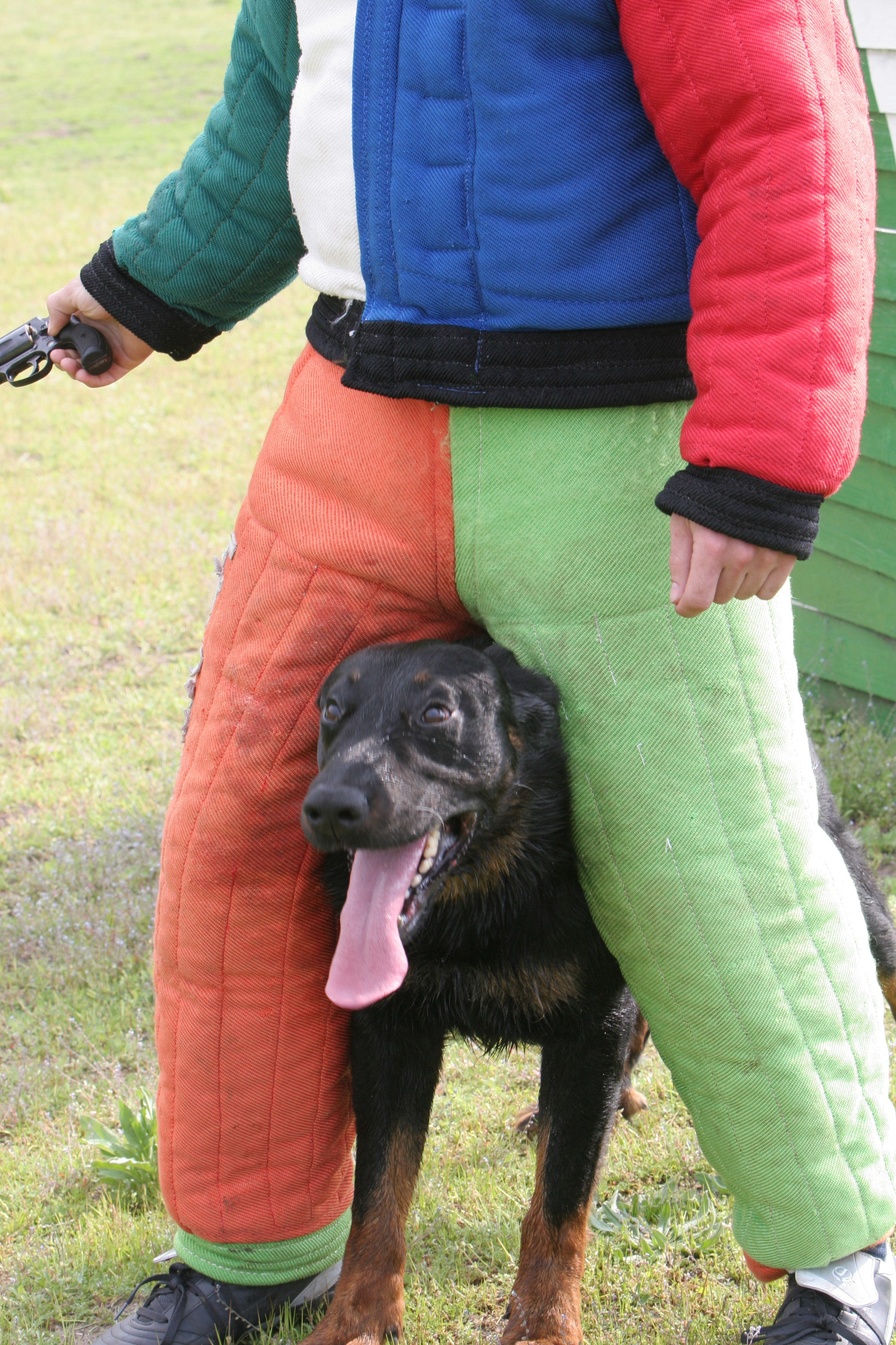 Sénèque de la Dame de Cœur, Beauceron mâle Multifinaliste Ring
