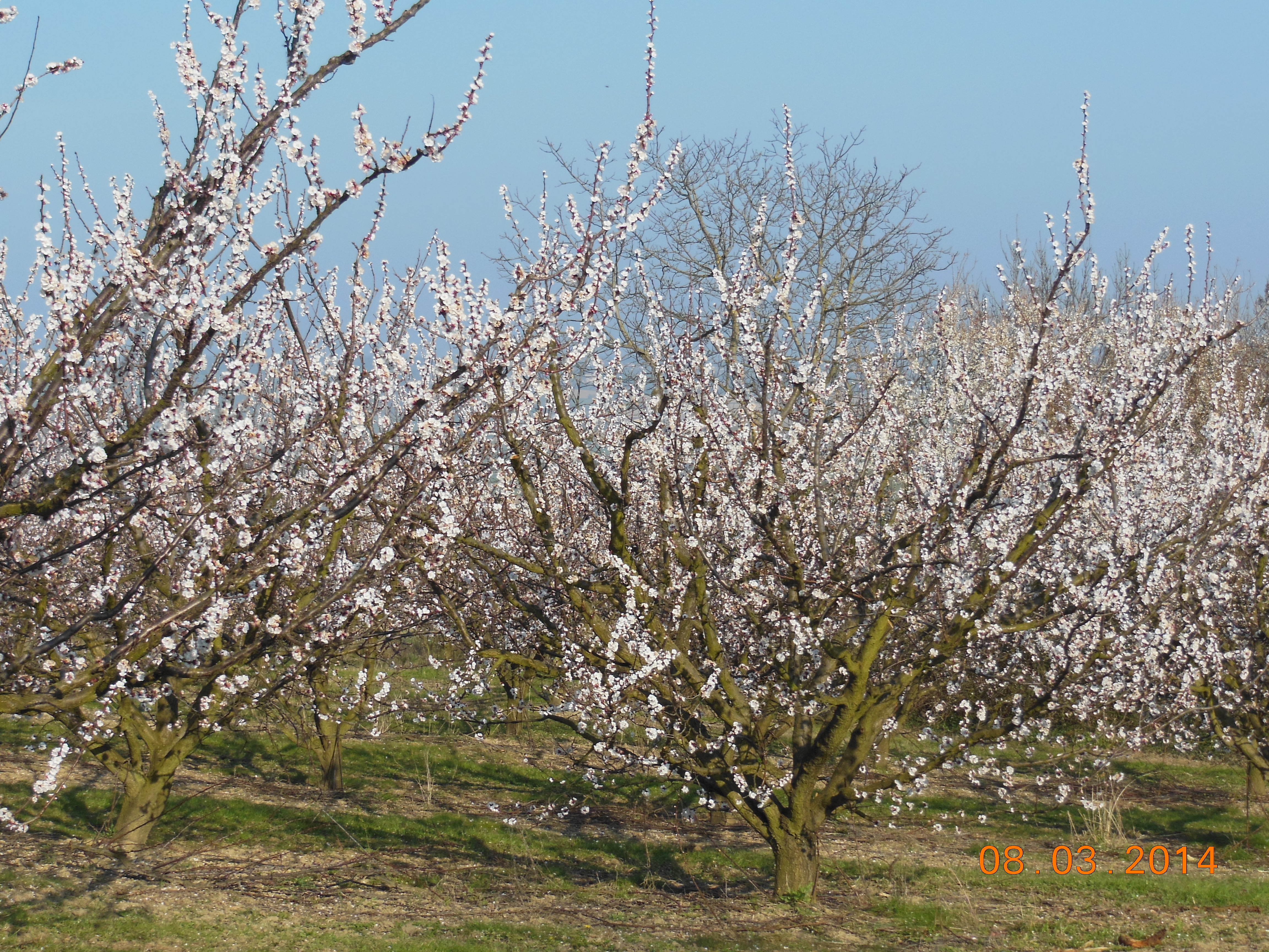 Mars 2014 018
