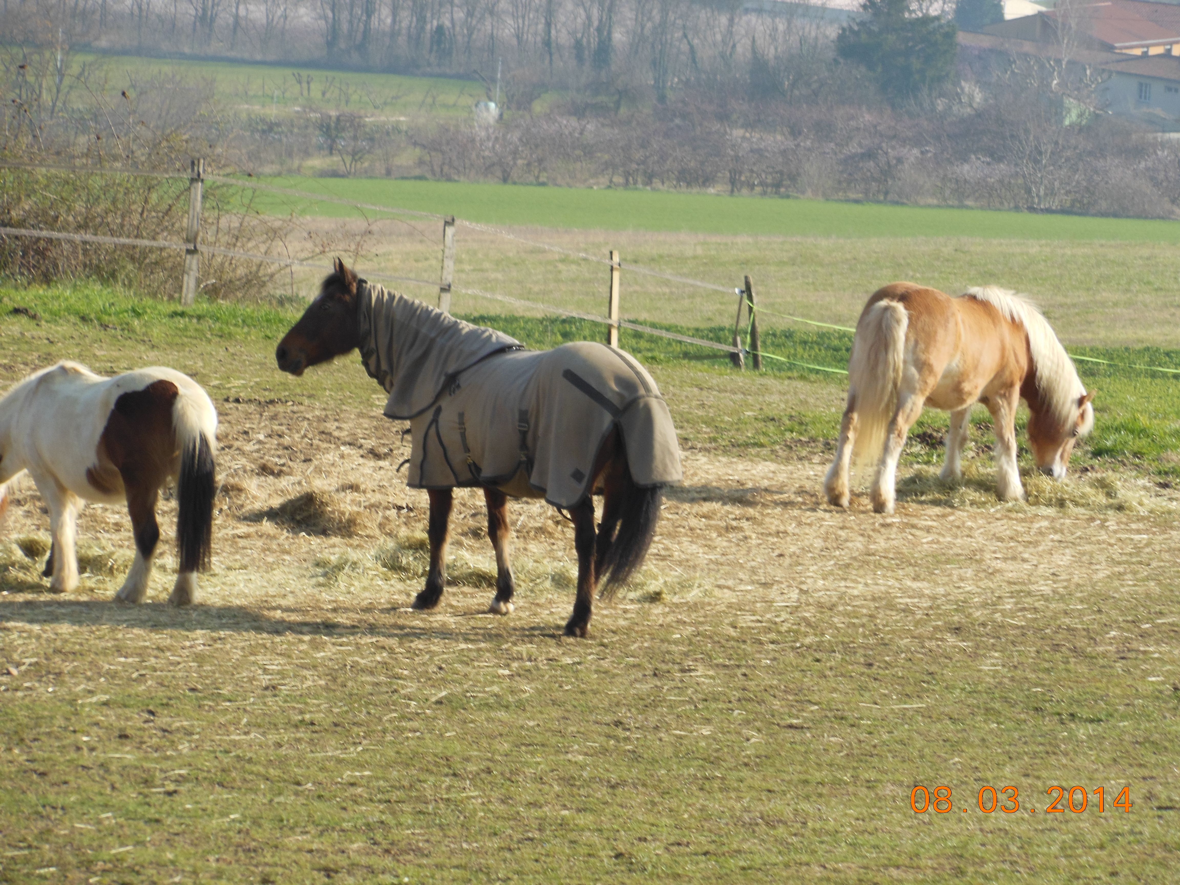 Mars 2014 017