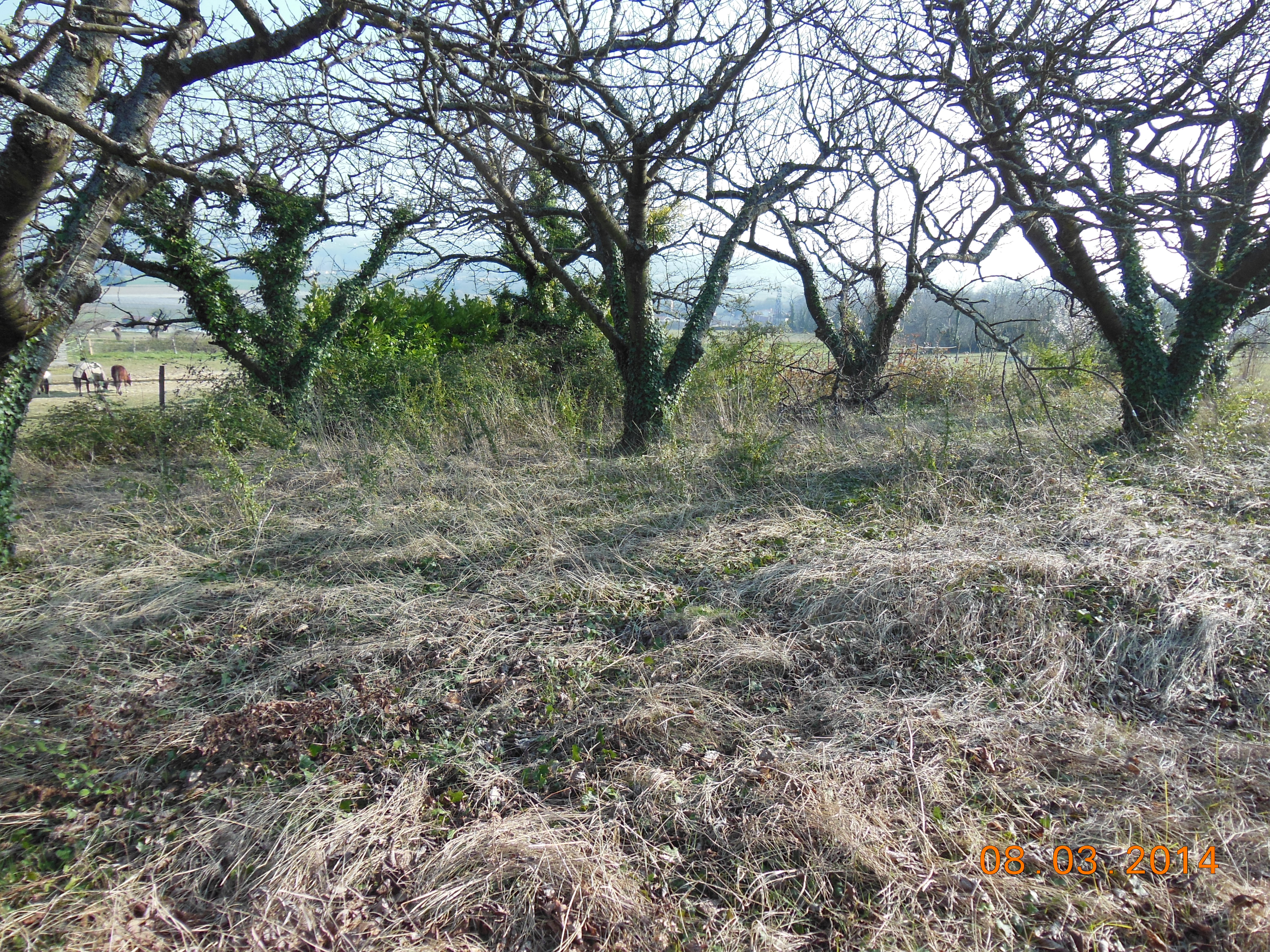 Mars 2014 019