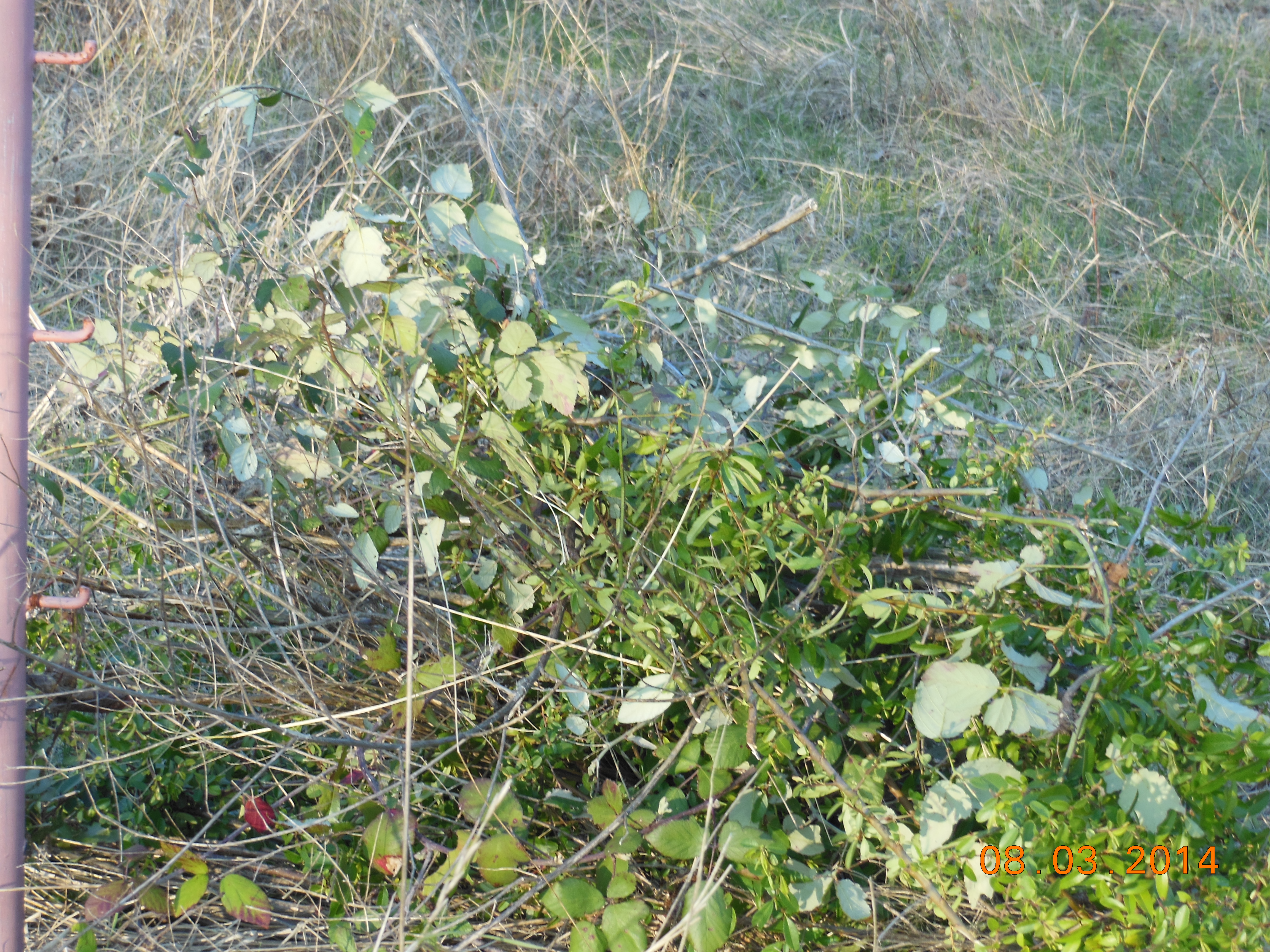 Mars 2014 028