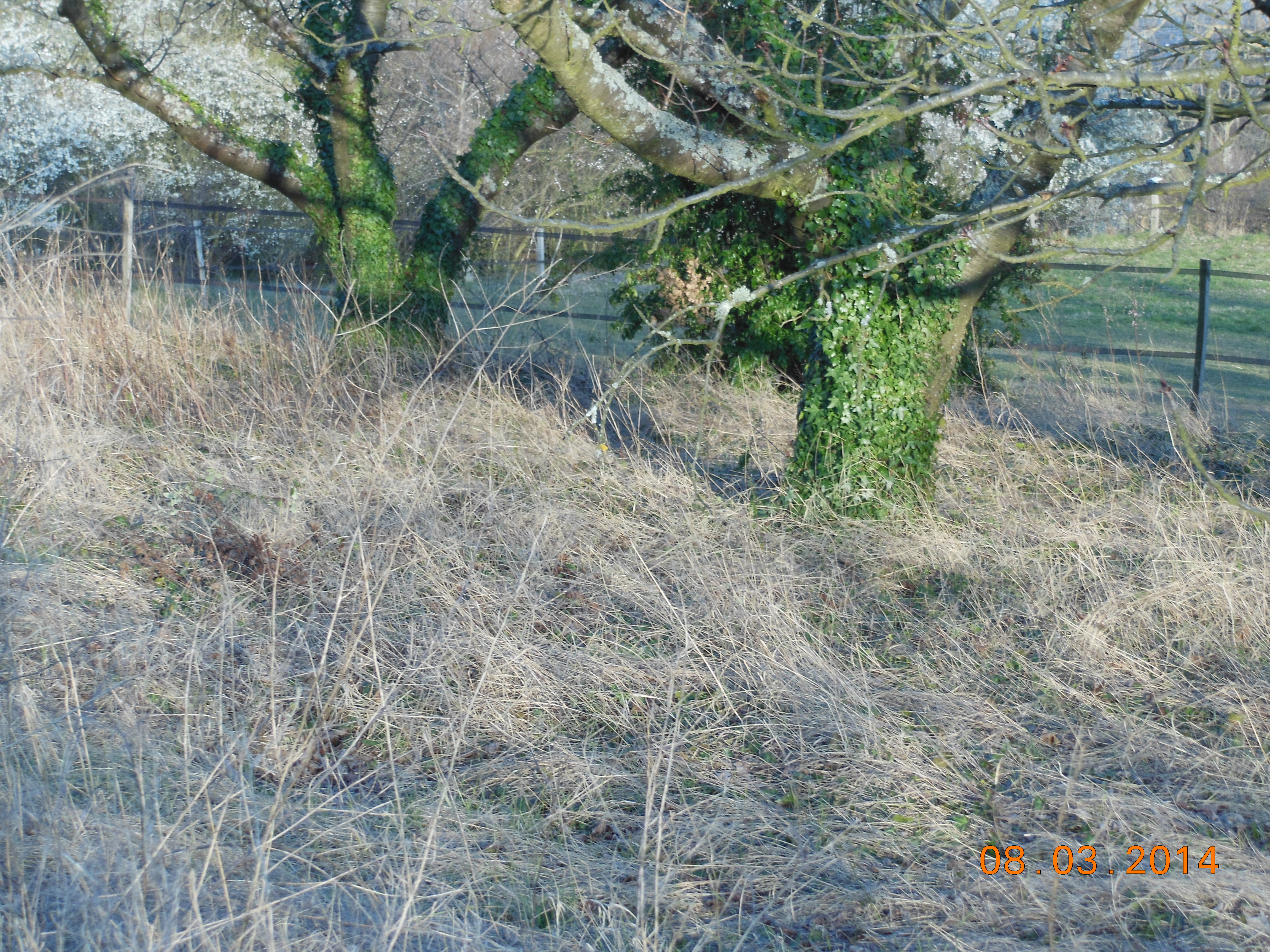Mars 2014 029