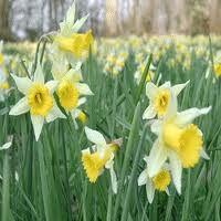 Jonquilles