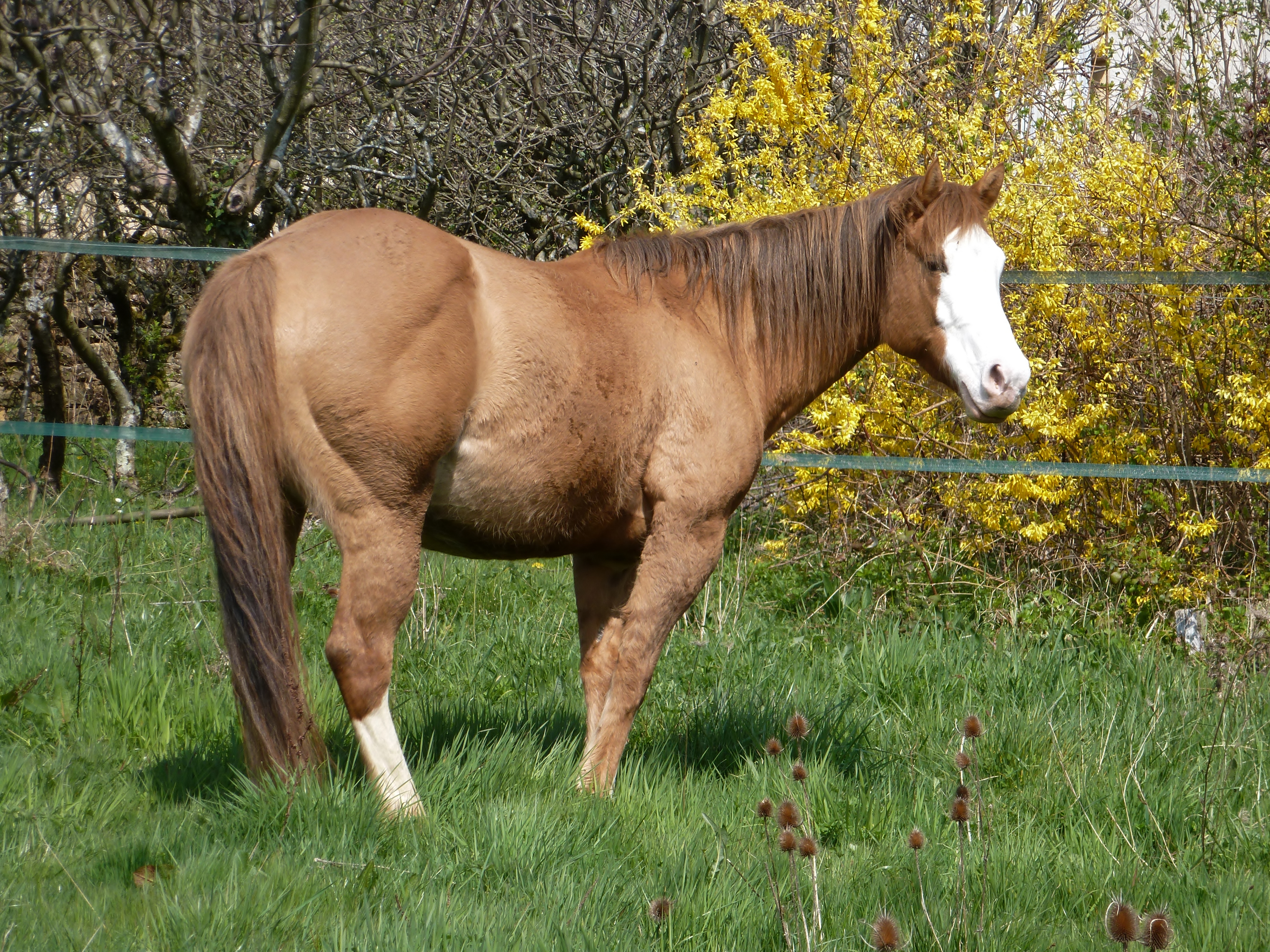 Holly Jacs Pine APHA red dun splash SW1 
BALDROCK RANCH
QUARTER-PAINT Franche-Comté