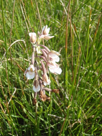 Epipactis monceaux 2
