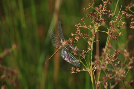 Muller f 2013 marais de sacy 60 0703