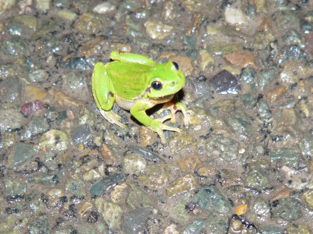 Rainette verte1