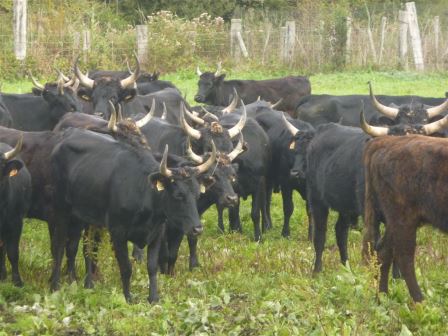 Bovins de race camarguaise