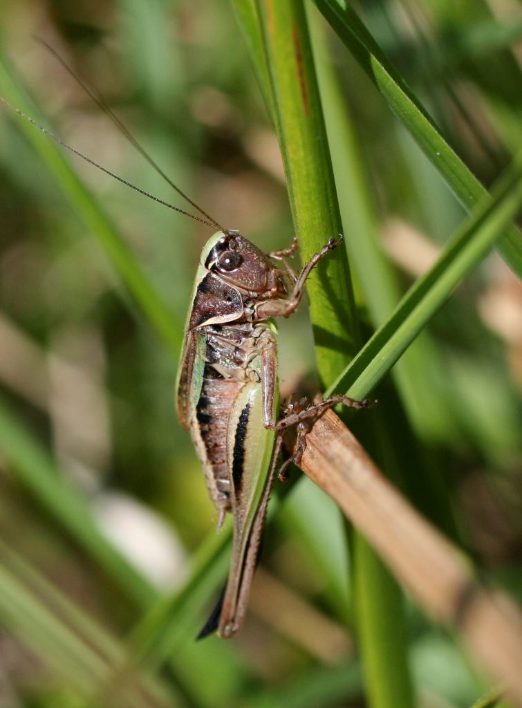 Decticelle des bruyeres metrioptera brachyptera 