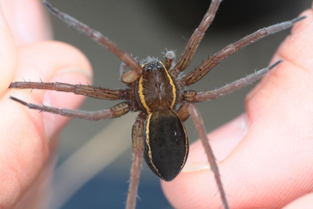 Dolomedes planatarius