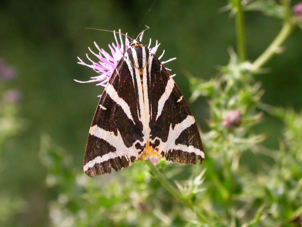 Ecaille chinee euplagia quadripunctaria 