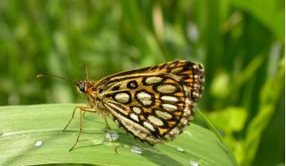 Heteropterus morpheus miroir 