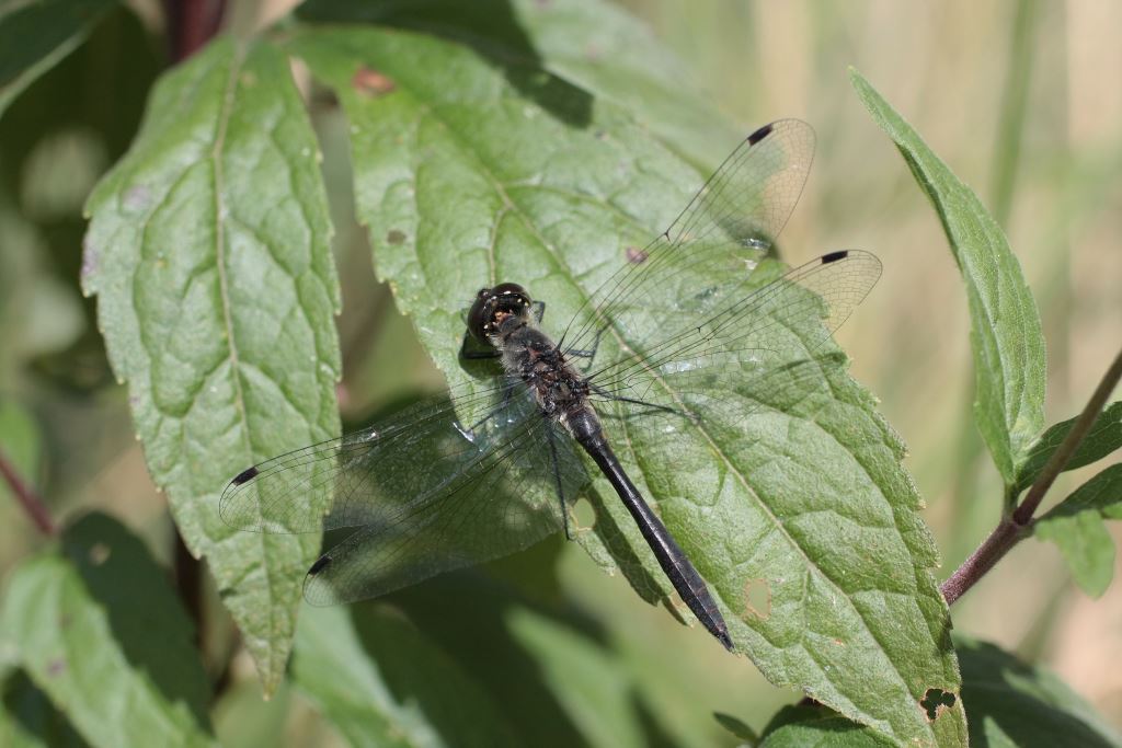 Sympetrum noir sympetrum danae 