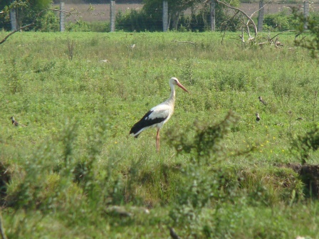 Cigogne