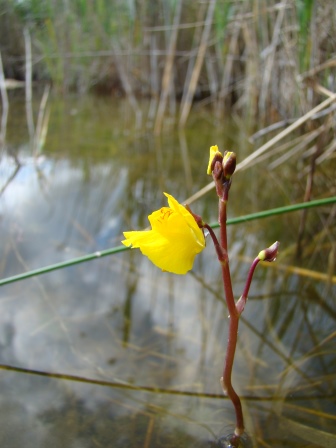 Utriculaire commune utricularia vulgaris l 2 