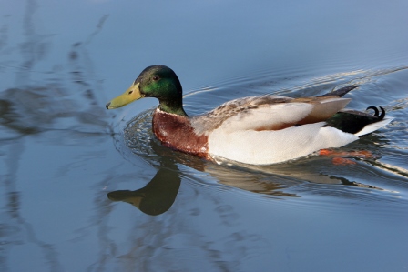 Canard colvert3