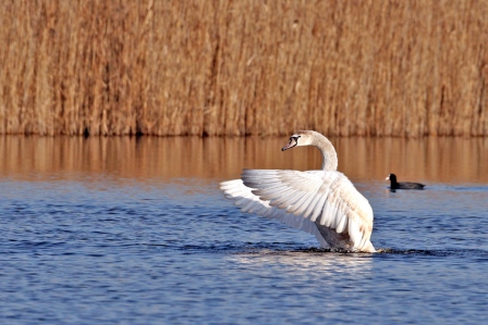Cygne tubercul 12