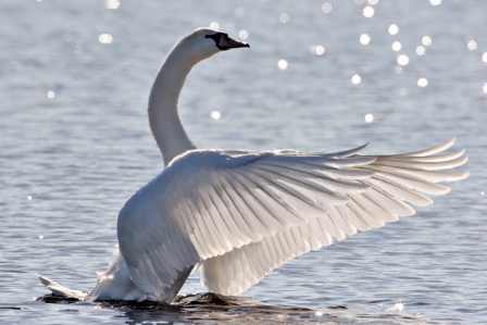 Cygne tubercul 23