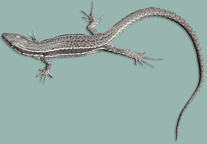 8 reptiles