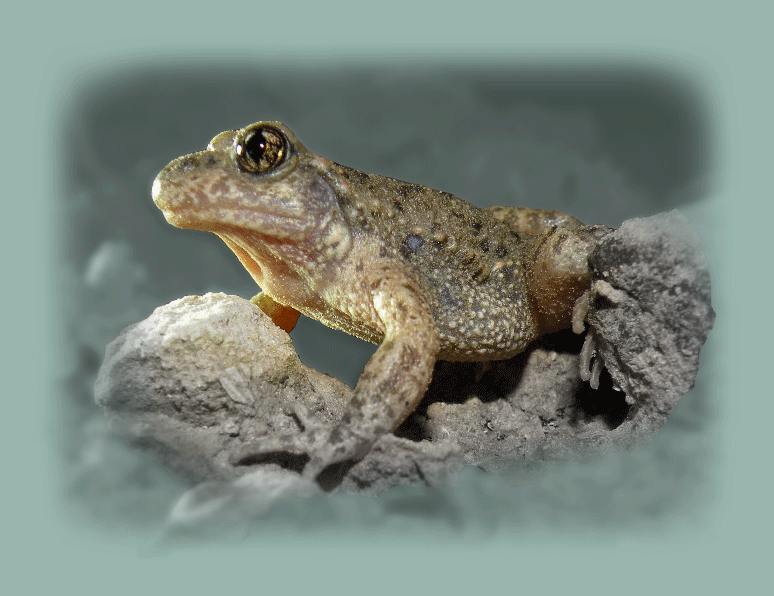 9b amphibiens spiroux
