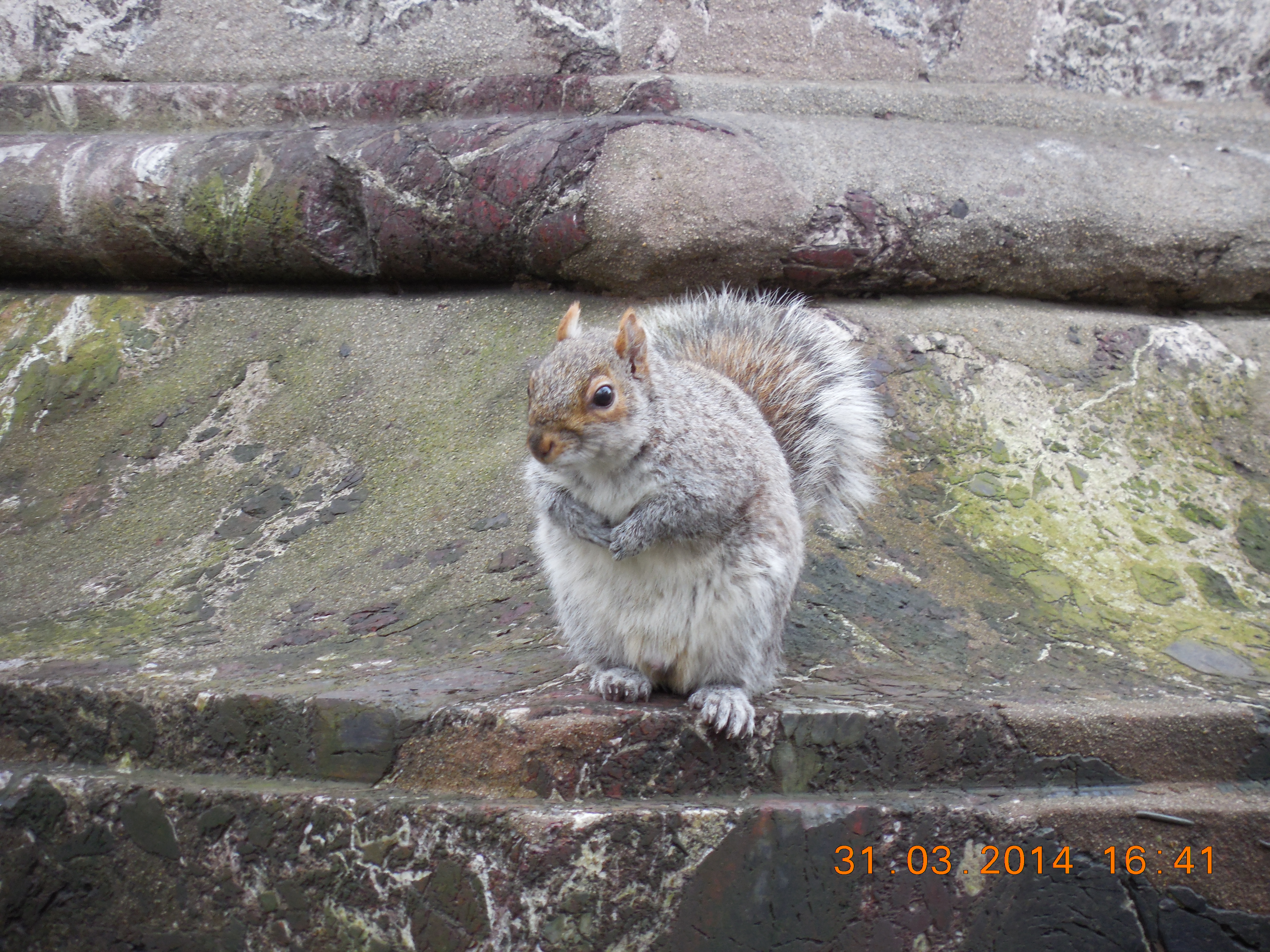 New york mars 2014 cyril 023