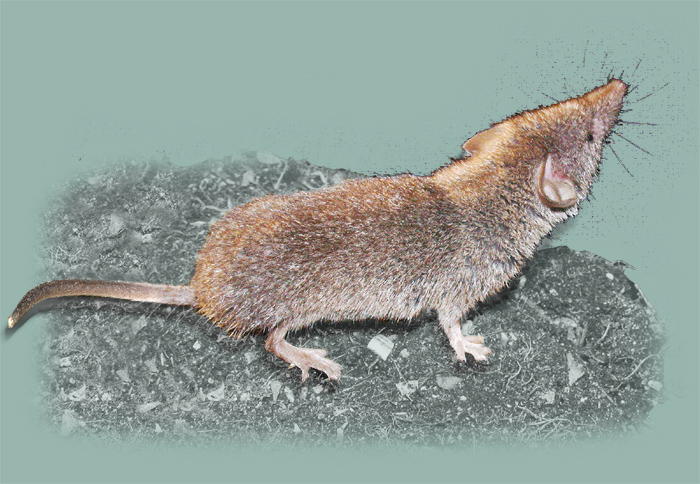 9i diagnostic eolien impacts