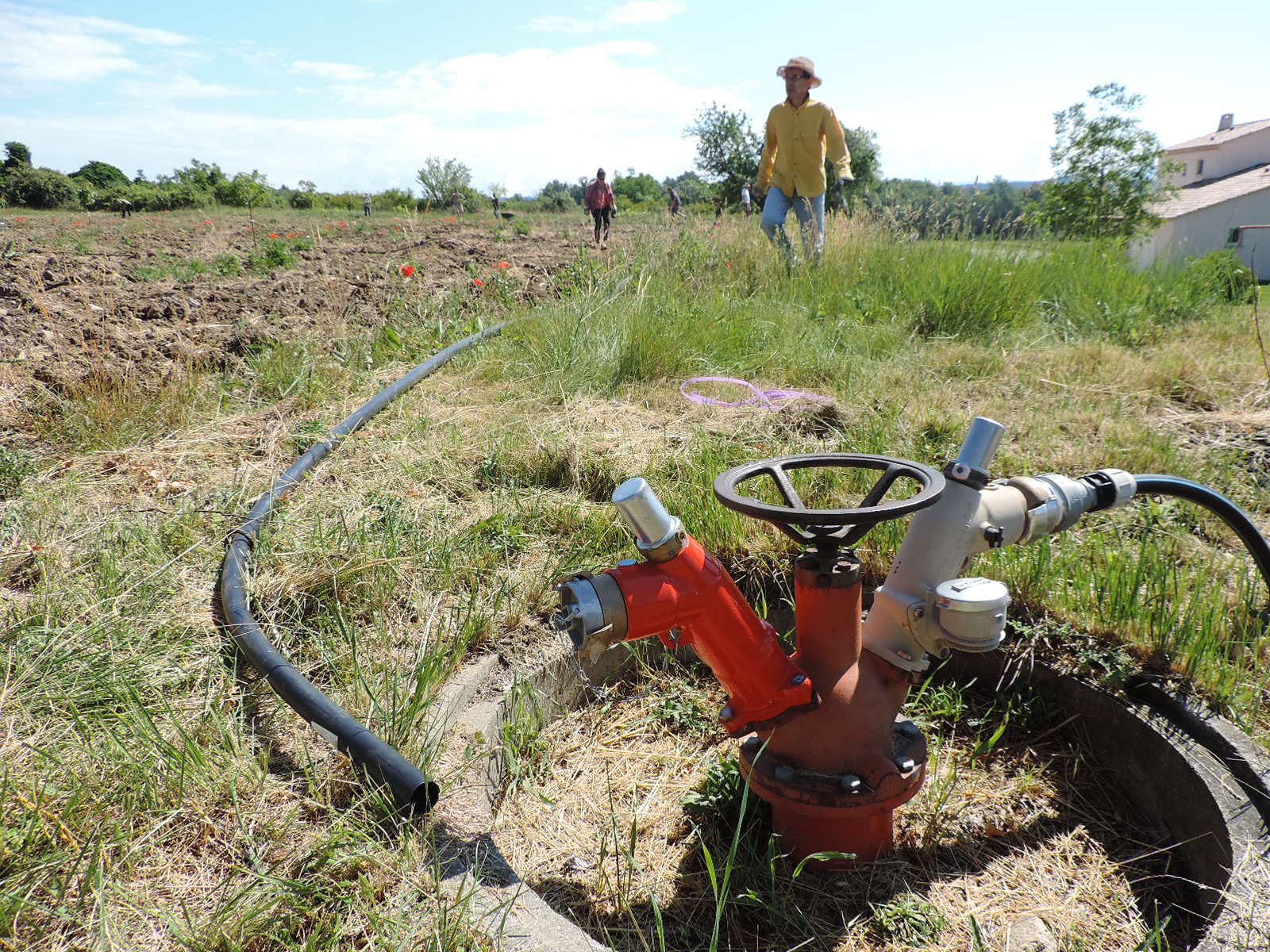 Mise en place irrigation traitement 31 05 2014 023 2 