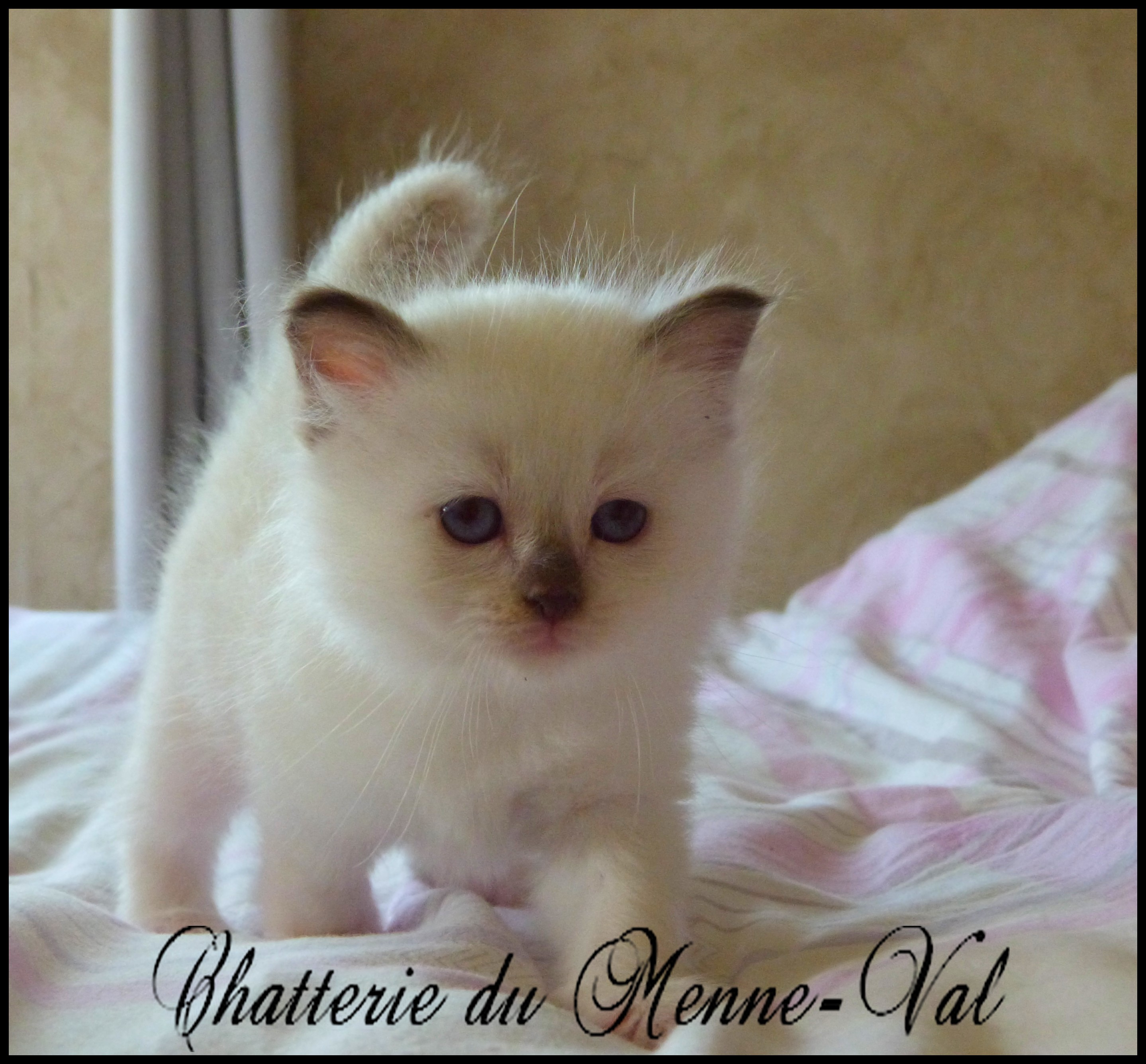Femelle 1