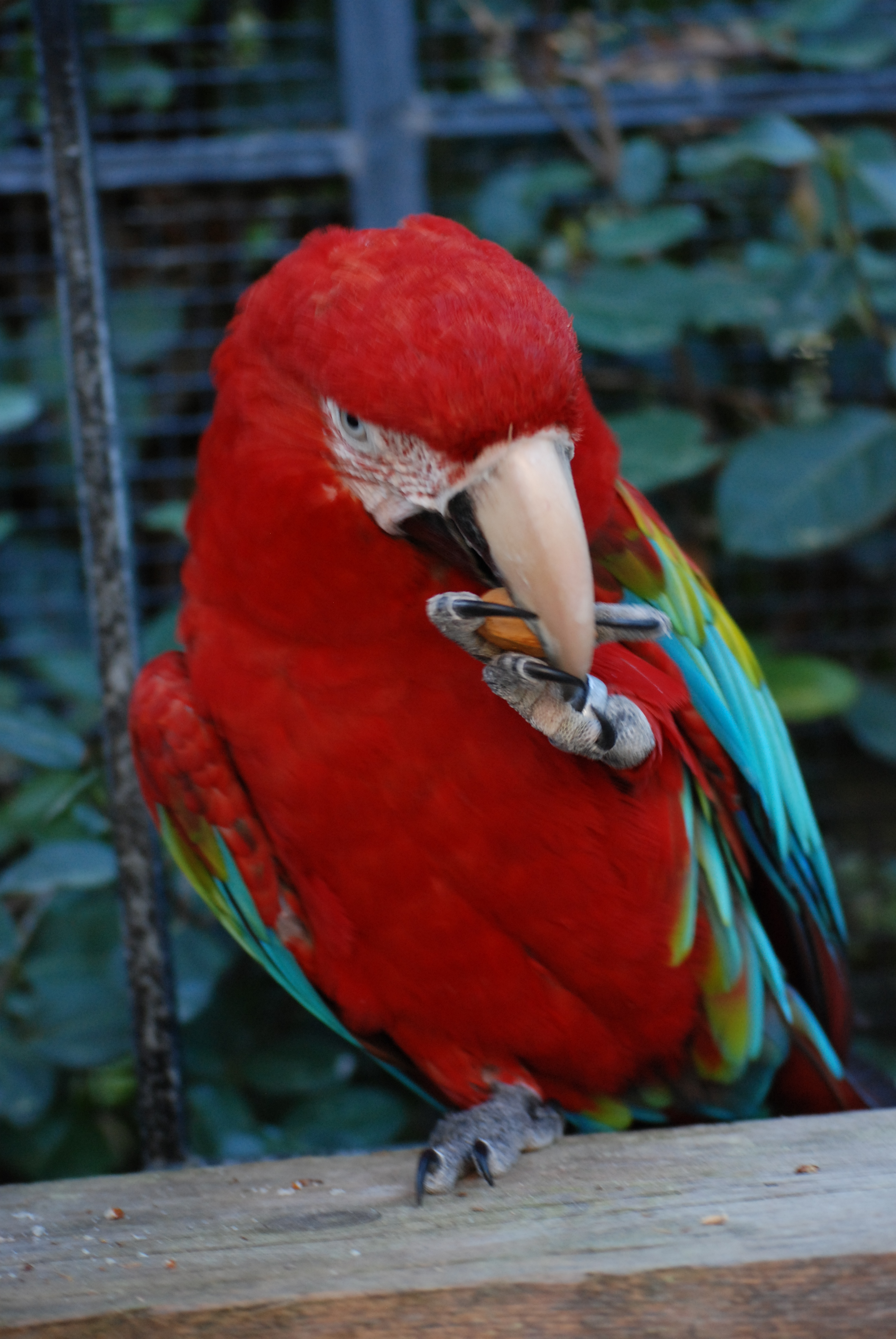 chloroptere et sa noix