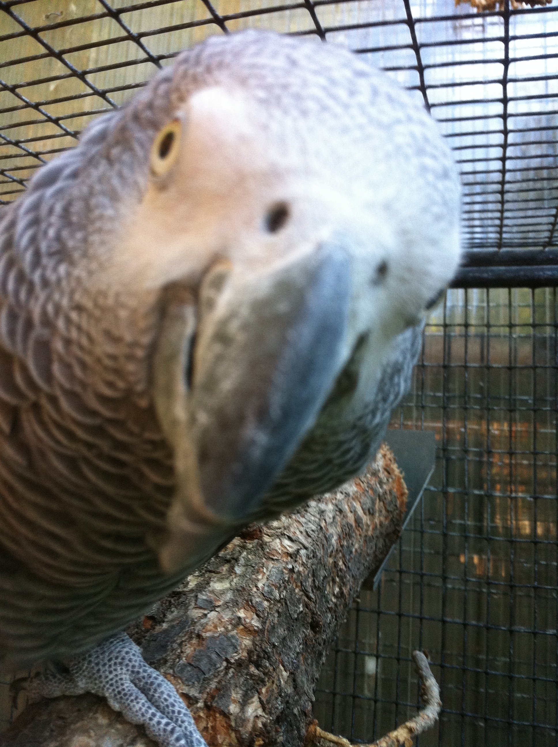 Le célèbre Jaco. Le plus populaire

des perroquets.

Cette espèce est considérée comme

la plus bavarde de toutes.