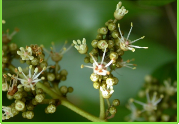 Fruit 8