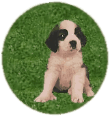 Cbnxq dogs 249