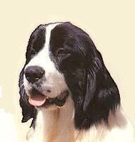 Tete landseer