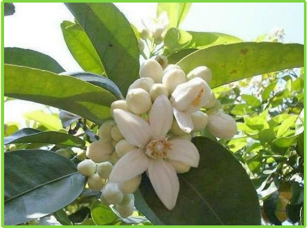 Fruit 12