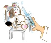 30099777 dog bull terrier in examination he protection vet injection is one method to treatment this dog
