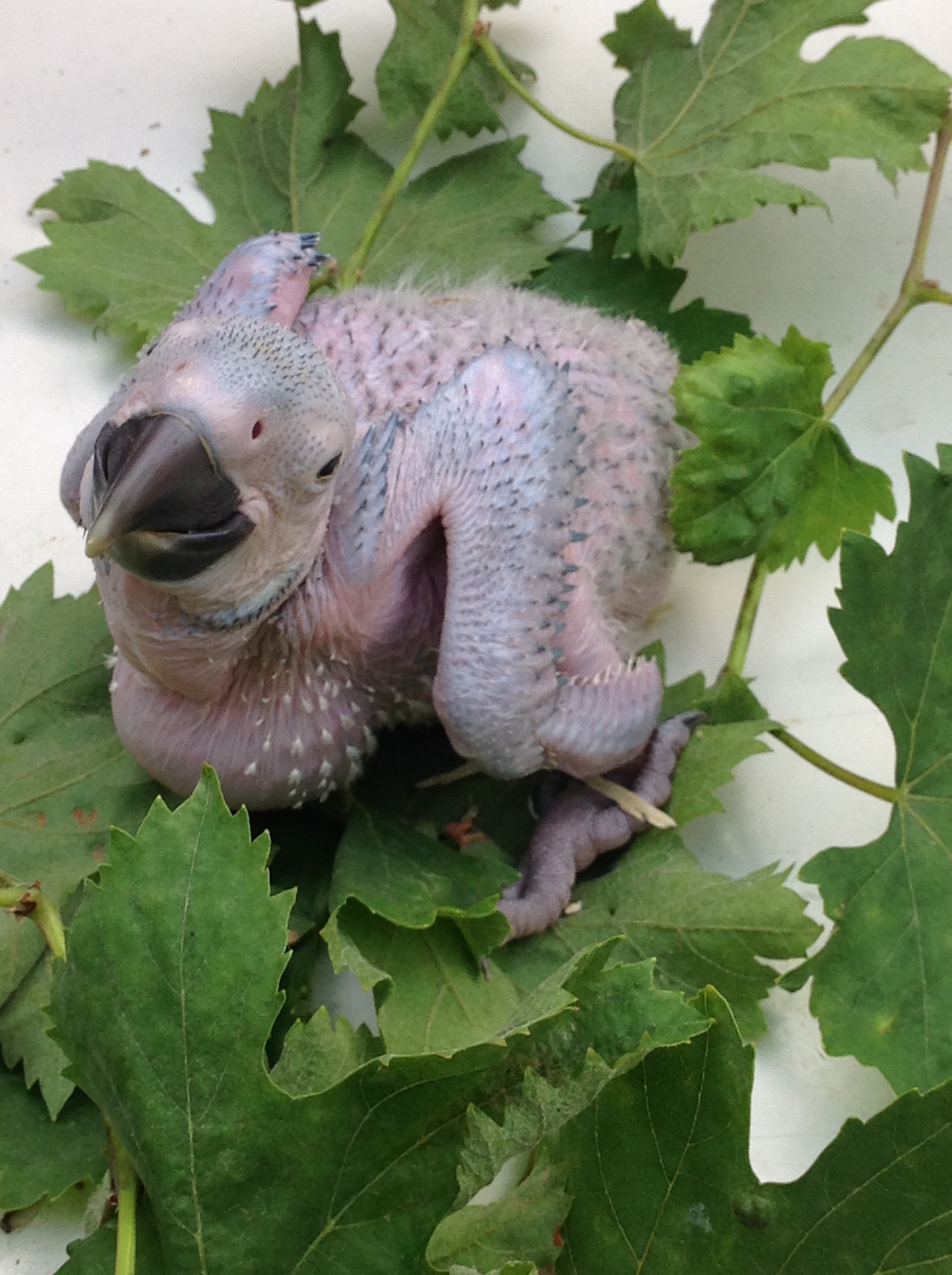 Bébé Ara bleu et jaune
Ara Ararauna