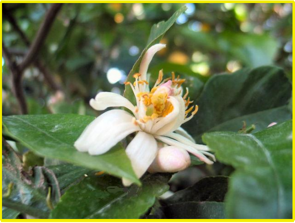 Fruit 16