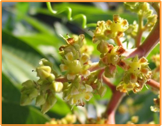 Fruit 24