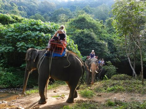 Elephant Trekking Jungle