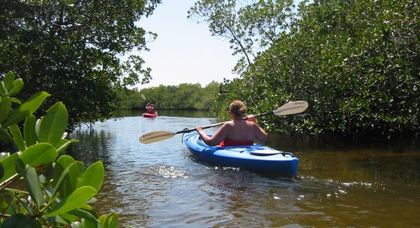 Kayaking in the Mangroves