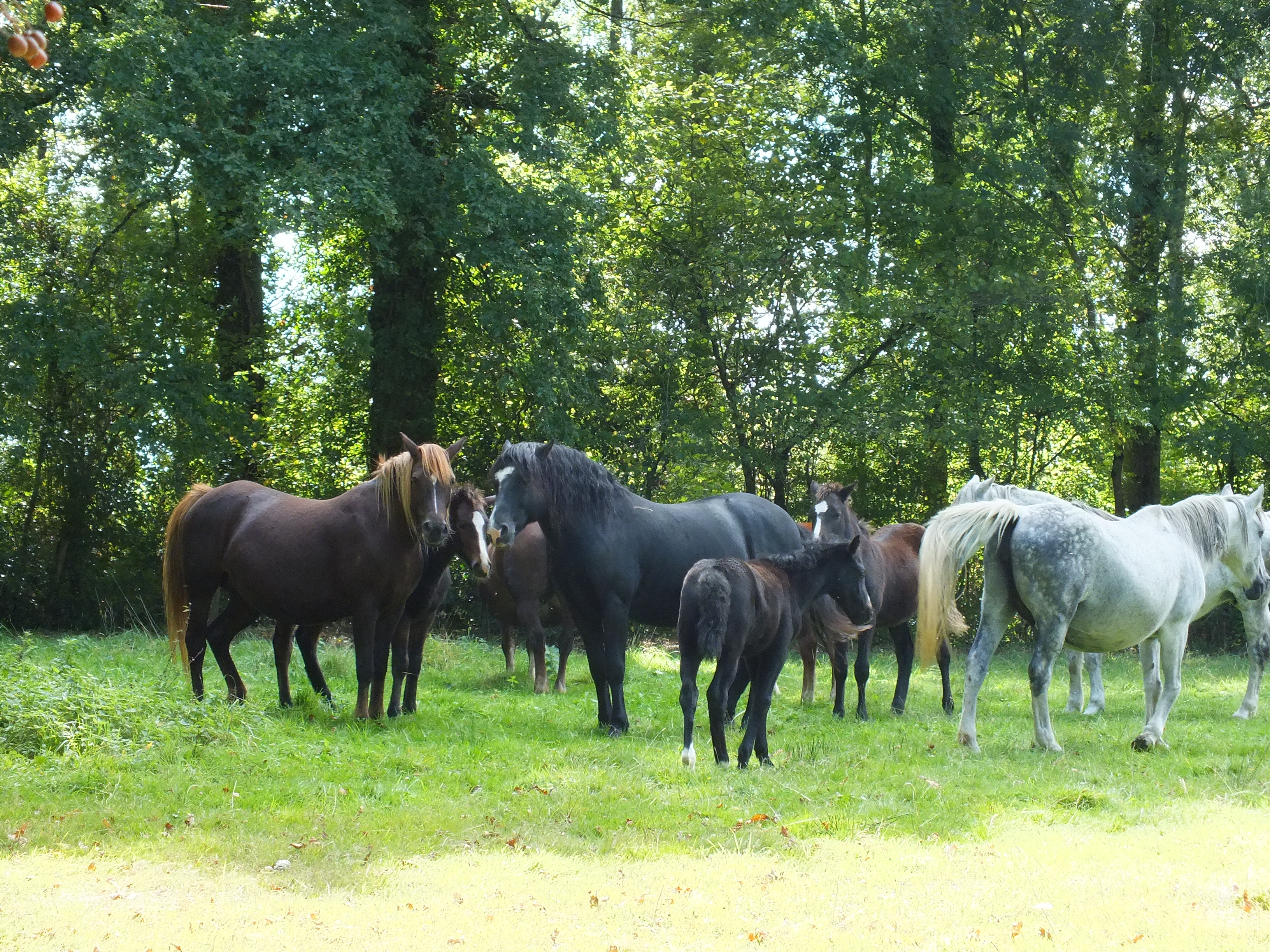 DSCF2587