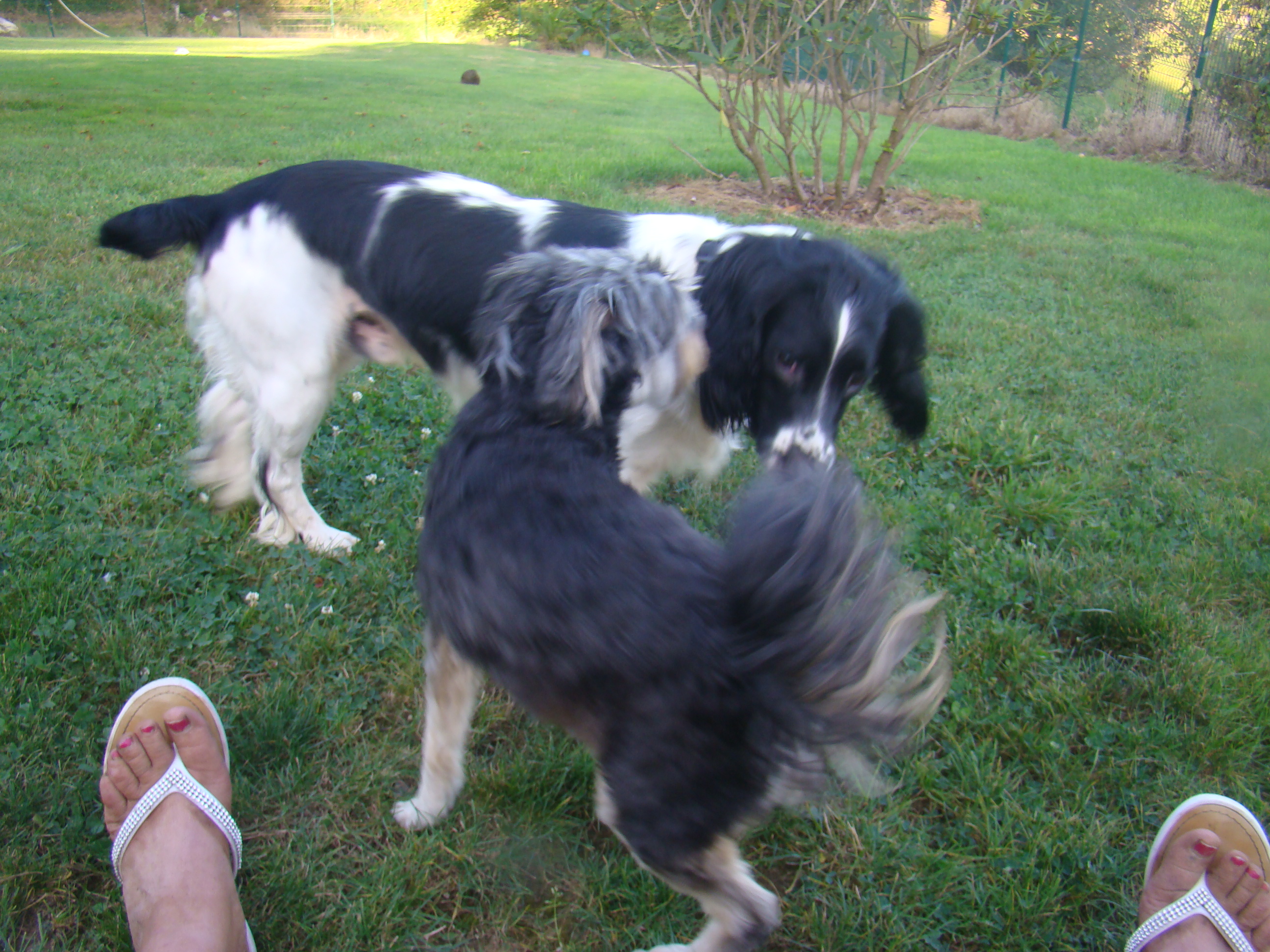Annif lilou et baptiste chiens 253