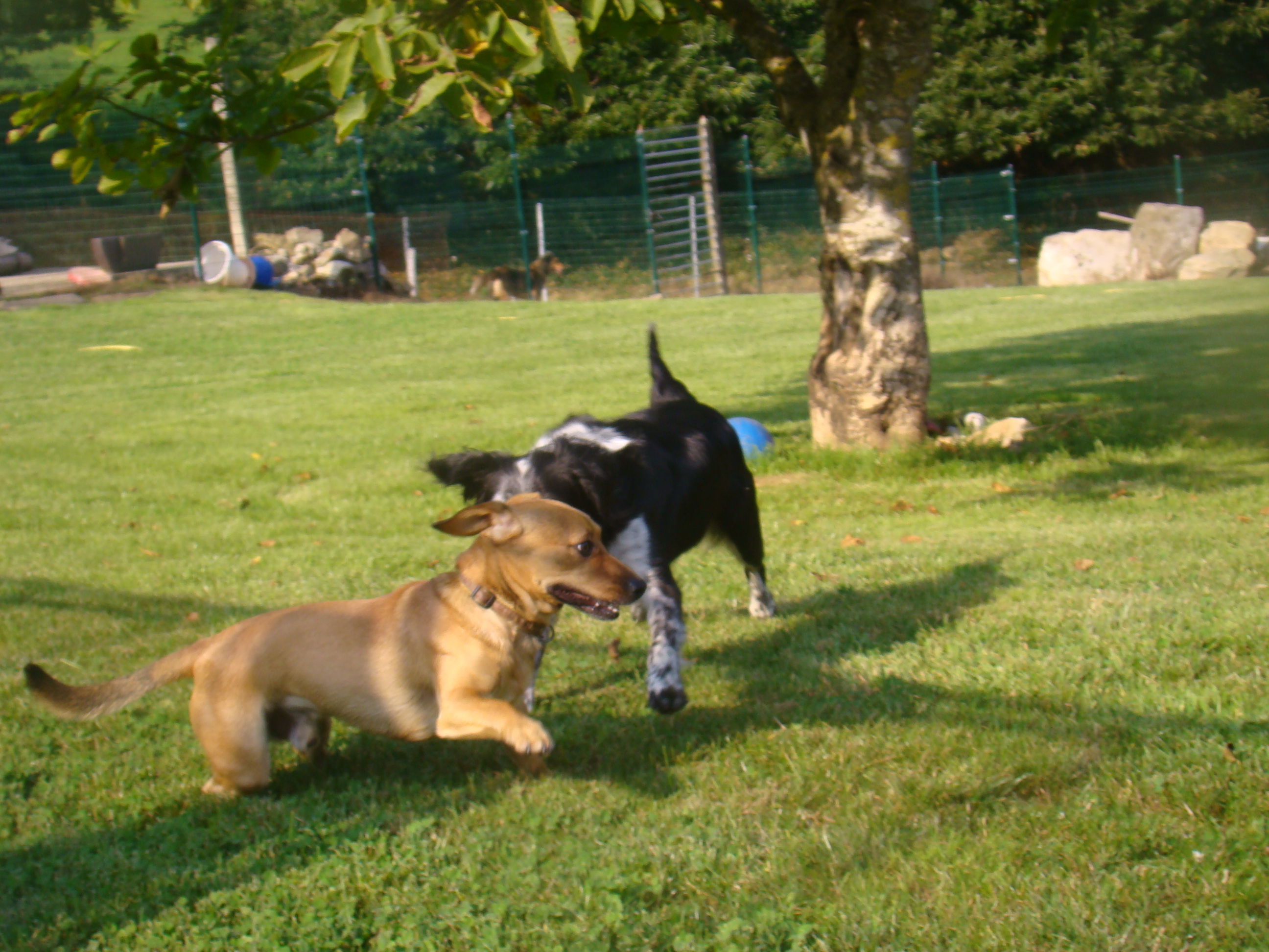 Annif lilou et baptiste chiens 194