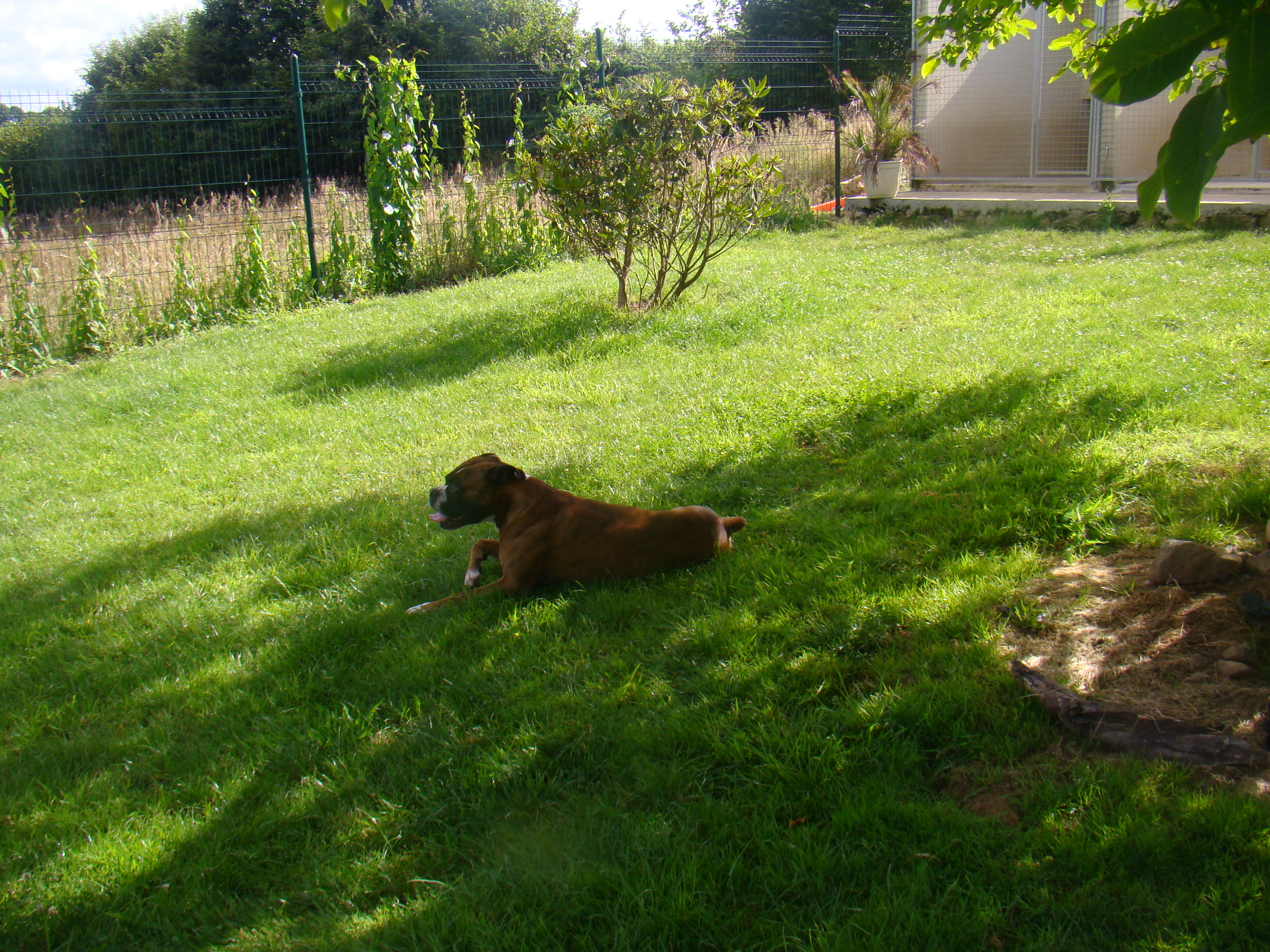 Annif lilou et baptiste chiens 083