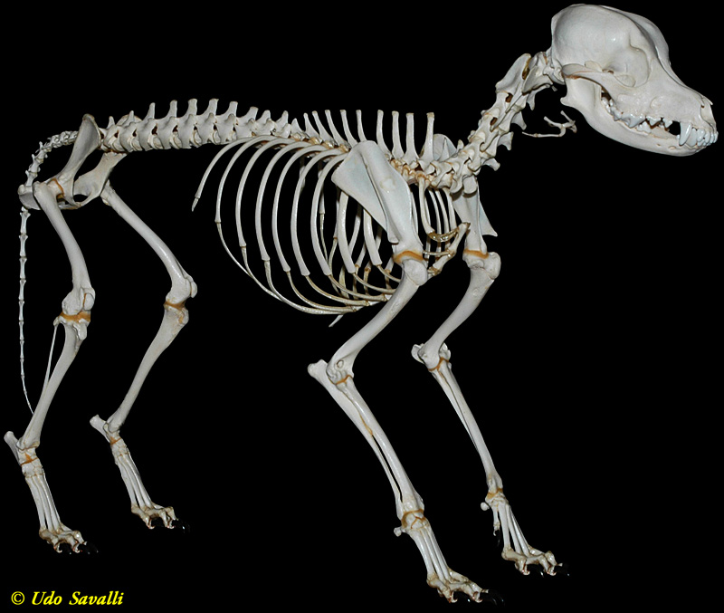 DogSkeletonPlain