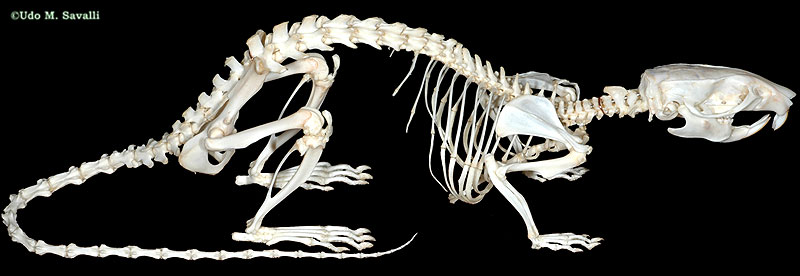 RatSkeletonPlain