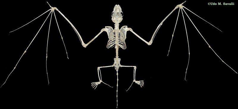 BatSkeletonPlain