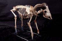 Goat skeleton prop 9172